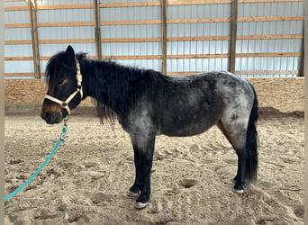 Altri pony/cavalli di piccola taglia, Castrone, 10 Anni, 122 cm, Roano blu