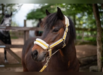 Altri pony/cavalli di piccola taglia Mix, Castrone, 10 Anni, 124 cm, Baio