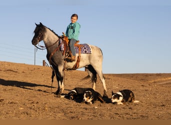 Altri pony/cavalli di piccola taglia, Castrone, 10 Anni, 130 cm, Roano blu