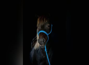 Altri pony/cavalli di piccola taglia, Castrone, 10 Anni, 132 cm, Sauro