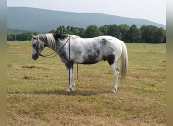 Altri pony/cavalli di piccola taglia, Castrone, 10 Anni, 135 cm, Pezzato