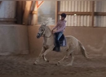 Altri pony/cavalli di piccola taglia Mix, Castrone, 10 Anni, 140 cm, Palomino