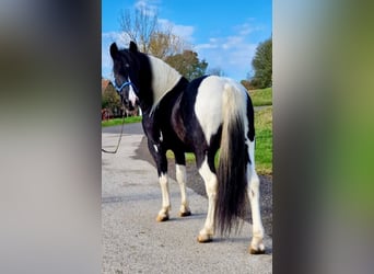 Altri pony/cavalli di piccola taglia, Castrone, 10 Anni, 140 cm, Pezzato