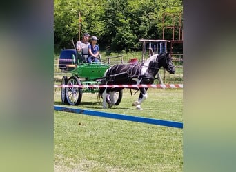 Altri pony/cavalli di piccola taglia, Castrone, 10 Anni, 140 cm, Pezzato