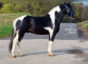 Altri pony/cavalli di piccola taglia, Castrone, 10 Anni, 140 cm, Pezzato