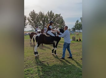 Altri pony/cavalli di piccola taglia, Castrone, 10 Anni, 140 cm, Pezzato