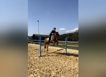 Altri pony/cavalli di piccola taglia, Castrone, 10 Anni, 143 cm, Baio