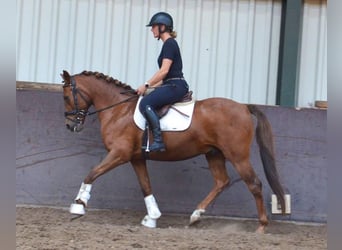 Altri pony/cavalli di piccola taglia, Castrone, 10 Anni, 144 cm, Sauro