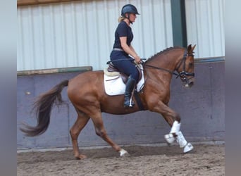 Altri pony/cavalli di piccola taglia, Castrone, 10 Anni, 144 cm, Sauro