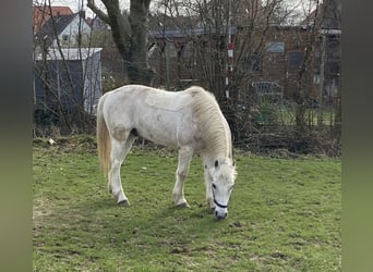 Altri pony/cavalli di piccola taglia, Castrone, 10 Anni, 145 cm, Grigio