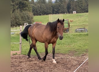 Altri pony/cavalli di piccola taglia Mix, Castrone, 10 Anni, 150 cm, Baio