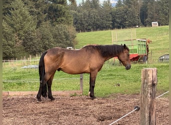 Altri pony/cavalli di piccola taglia Mix, Castrone, 10 Anni, 150 cm, Baio