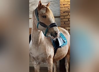 Altri pony/cavalli di piccola taglia Mix, Castrone, 10 Anni, 151 cm, Roano rosso