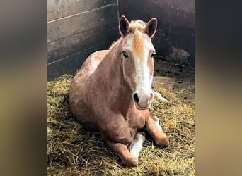 Altri pony/cavalli di piccola taglia Mix, Castrone, 10 Anni, 151 cm, Roano rosso