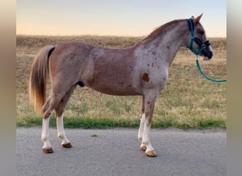 Altri pony/cavalli di piccola taglia Mix, Castrone, 10 Anni, 151 cm, Roano rosso