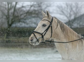 Altri pony/cavalli di piccola taglia, Castrone, 10 Anni, 152 cm, Grigio