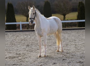 Altri pony/cavalli di piccola taglia, Castrone, 10 Anni, 155 cm, Palomino