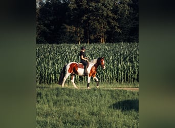 Altri pony/cavalli di piccola taglia, Castrone, 10 Anni, 158 cm, Pezzato