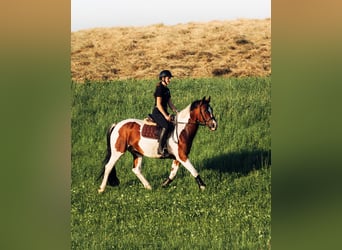 Altri pony/cavalli di piccola taglia, Castrone, 10 Anni, 158 cm, Pezzato