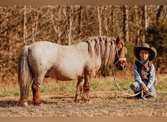 Altri pony/cavalli di piccola taglia, Castrone, 10 Anni, 81 cm, Sauro scuro