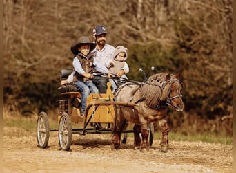 Altri pony/cavalli di piccola taglia, Castrone, 10 Anni, 81 cm, Sauro scuro