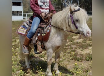 Altri pony/cavalli di piccola taglia, Castrone, 10 Anni, 84 cm, Roano rosso
