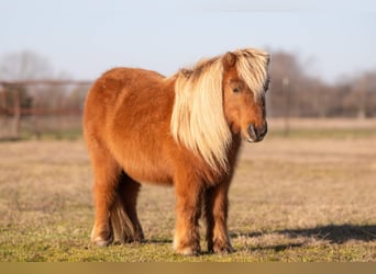 Altri pony/cavalli di piccola taglia, Castrone, 10 Anni, 89 cm, Baio ciliegia