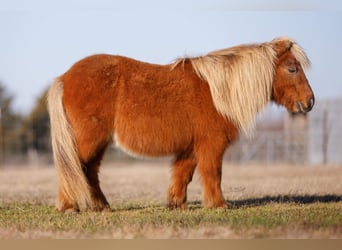 Altri pony/cavalli di piccola taglia, Castrone, 10 Anni, 89 cm, Baio ciliegia