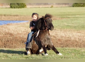 Altri pony/cavalli di piccola taglia, Castrone, 10 Anni, 89 cm, Roano blu