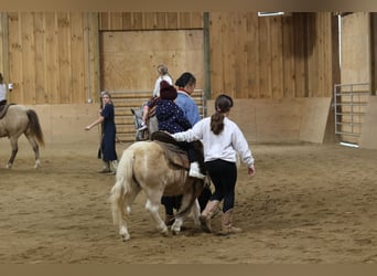 Altri pony/cavalli di piccola taglia, Castrone, 10 Anni, 94 cm, Palomino