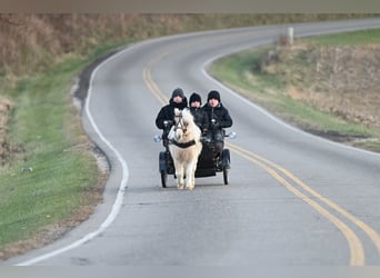 Altri pony/cavalli di piccola taglia, Castrone, 10 Anni, 94 cm, Palomino