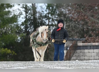 Altri pony/cavalli di piccola taglia, Castrone, 10 Anni, 94 cm, Palomino