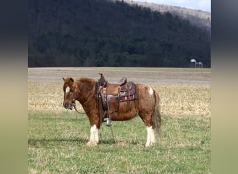 Altri pony/cavalli di piccola taglia, Castrone, 10 Anni, 97 cm, Pezzato