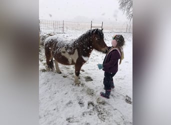 Altri pony/cavalli di piccola taglia, Castrone, 10 Anni, 97 cm, Pezzato