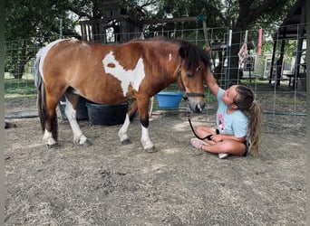 Altri pony/cavalli di piccola taglia, Castrone, 10 Anni, 97 cm, Pezzato