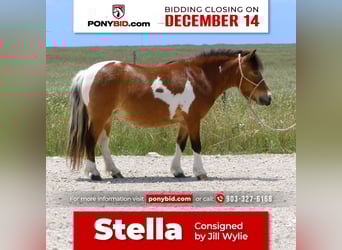 Altri pony/cavalli di piccola taglia, Castrone, 10 Anni, 97 cm, Pezzato