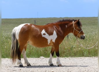 Altri pony/cavalli di piccola taglia, Castrone, 10 Anni, 97 cm, Pezzato