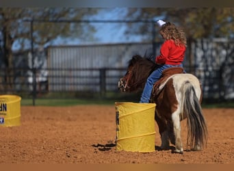 Altri pony/cavalli di piccola taglia, Castrone, 10 Anni, 97 cm, Pezzato