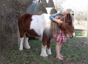 Altri pony/cavalli di piccola taglia, Castrone, 10 Anni, 97 cm, Sauro scuro