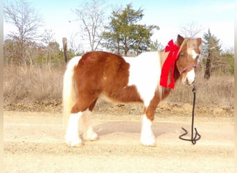 Altri pony/cavalli di piccola taglia, Castrone, 10 Anni, 97 cm, Sauro scuro