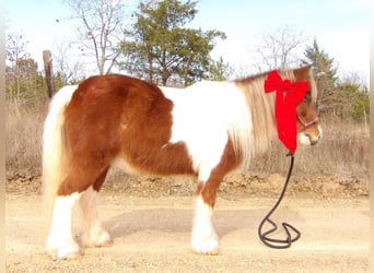 Altri pony/cavalli di piccola taglia, Castrone, 10 Anni, 97 cm, Sauro scuro