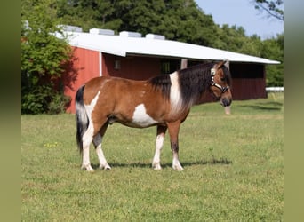 Altri pony/cavalli di piccola taglia, Castrone, 10 Anni, Baio ciliegia