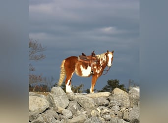 Altri pony/cavalli di piccola taglia, Castrone, 10 Anni, Pezzato