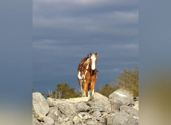 Altri pony/cavalli di piccola taglia, Castrone, 10 Anni, Pezzato