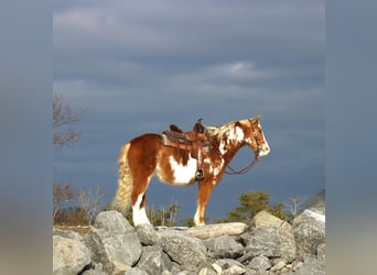 Altri pony/cavalli di piccola taglia, Castrone, 10 Anni, Pezzato