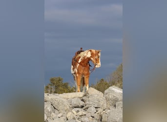 Altri pony/cavalli di piccola taglia, Castrone, 10 Anni, Pezzato