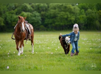 Altri pony/cavalli di piccola taglia, Castrone, 10 Anni, Sauro ciliegia