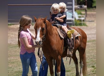 Altri pony/cavalli di piccola taglia, Castrone, 10 Anni, Sauro ciliegia