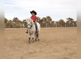 Altri pony/cavalli di piccola taglia, Castrone, 11 Anni, 104 cm