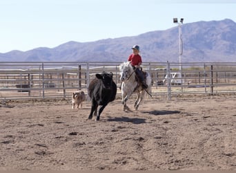 Altri pony/cavalli di piccola taglia, Castrone, 11 Anni, 104 cm